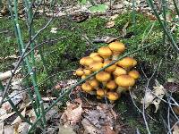 Armillaria mellea image