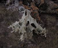 Ramalina canariensis image