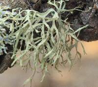 Ramalina farinacea image