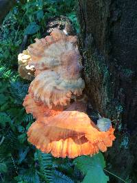 Laetiporus conifericola image