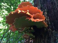 Laetiporus conifericola image