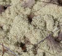 Cladonia confusa image