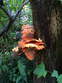 Laetiporus conifericola image