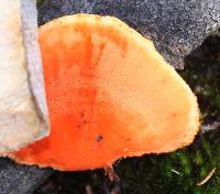 Pycnoporus coccineus image