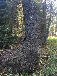 Ganoderma oregonense image