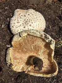 Neolentinus ponderosus image