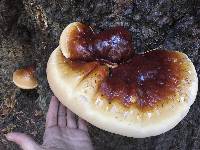 Ganoderma oregonense image