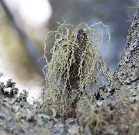 Ramalina pacifica image