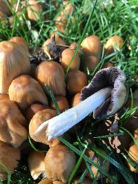 Coprinellus micaceus image