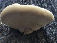 Ganoderma oregonense image