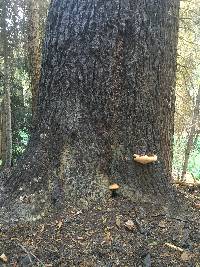 Ganoderma oregonense image