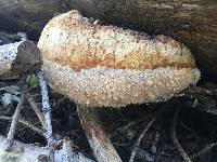 Fomitopsis pinicola image