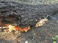 Laetiporus conifericola image