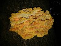 Laetiporus sulphureus image