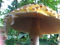 Amanita muscaria var. guessowii image