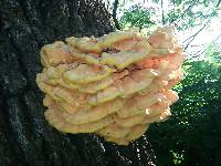 Laetiporus sulphureus image