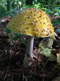 Amanita muscaria image