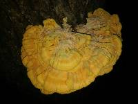 Laetiporus sulphureus image