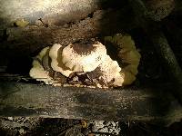 Polyporus squamosus image