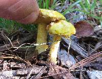 Suillus americanus image