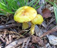 Suillus americanus image