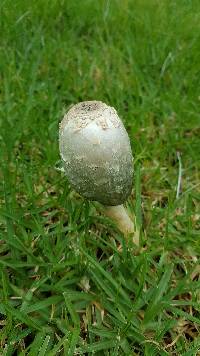 Coprinus comatus image