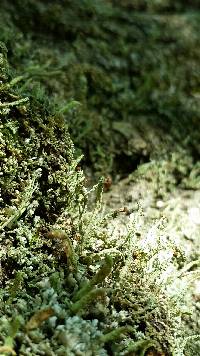 Cladonia peziziformis image