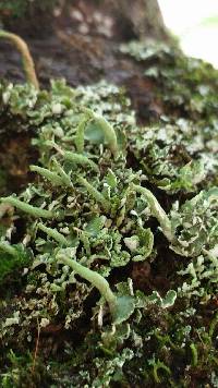 Cladonia coniocraea image