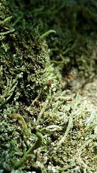 Cladonia peziziformis image