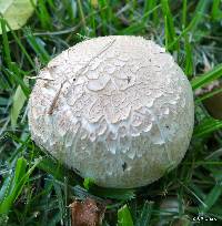 Agaricus xanthodermus image