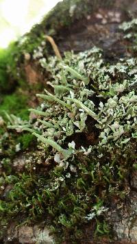 Cladonia coniocraea image