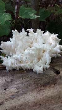 Hericium coralloides image