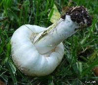 Agaricus xanthodermus image