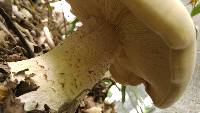 Macrocybe titans image