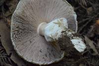 Agaricus xanthodermus image