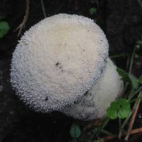 Lycoperdon perlatum image