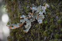 Lobaria pulmonaria image