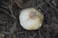 Agaricus xanthodermus image