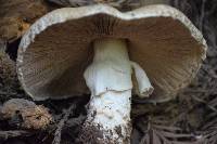 Agaricus xanthodermus image