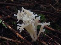 Clavulina coralloides image