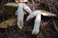 Agaricus xanthodermus image