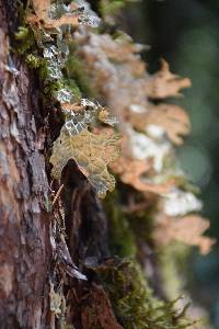 Lobaria pulmonaria image