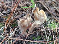 Clavulina rugosa image