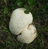 Lycoperdon perlatum image