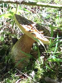 Boletus fibrillosus image