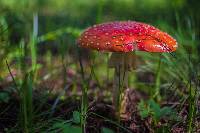 Amanita muscaria image