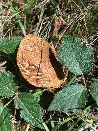 Boletus fibrillosus image