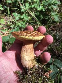 Boletus fibrillosus image