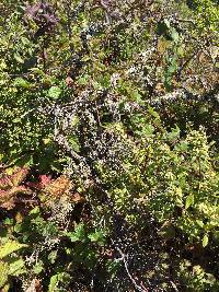 Usnea rubicunda image