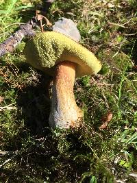 Boletus fibrillosus image